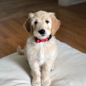 Meet your Posher, Paige